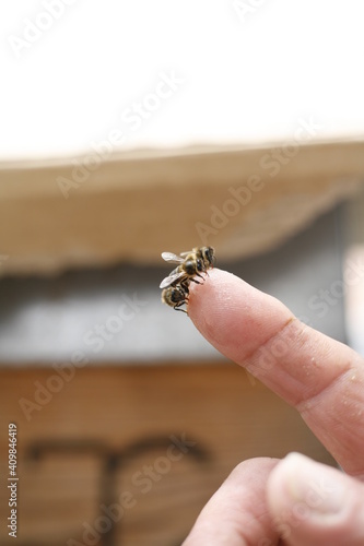 Bees in beekeeper finger