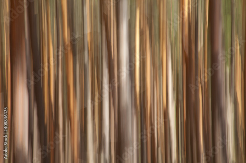 PINO SILVESTRE (Pinus sylvestris)