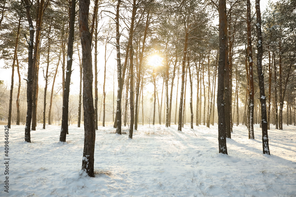 Beautiful snowy forest on sunny morning in winter