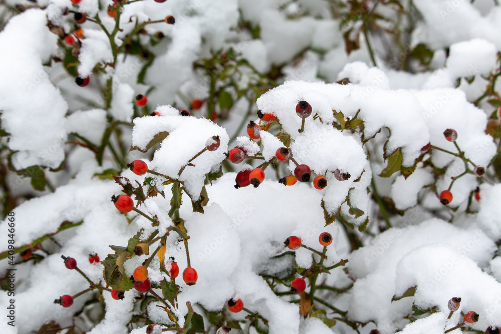 Red Hawthorn berries in snow
