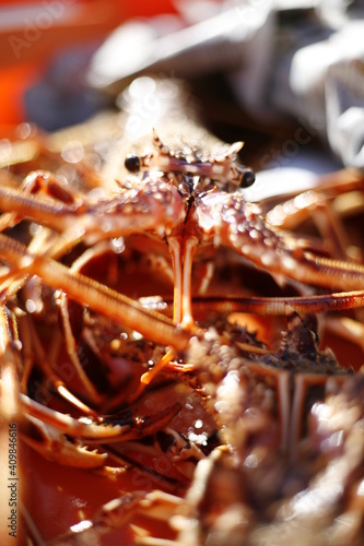 Lobster in fishing market