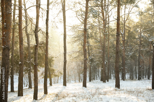 Beautiful snowy forest on sunny morning in winter