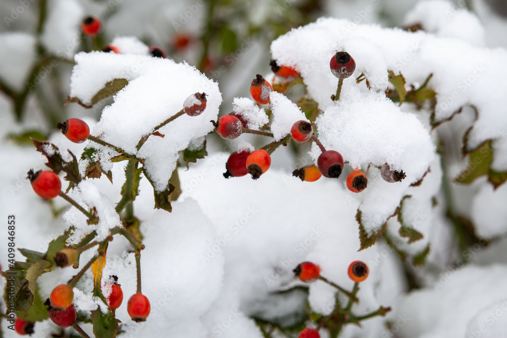 Red Hawthorn berries on branch in snow Red Hawthorn berries on branch in snow