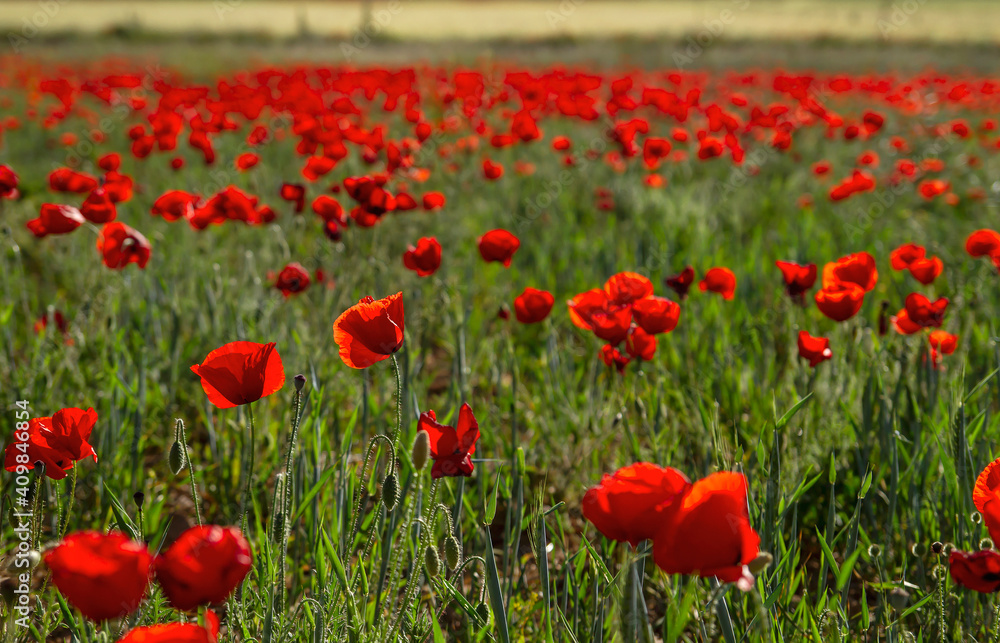 Naklejka premium Red poppy flowers