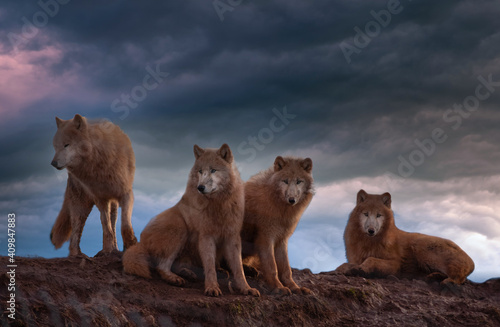 Photography Arctic Wolfs