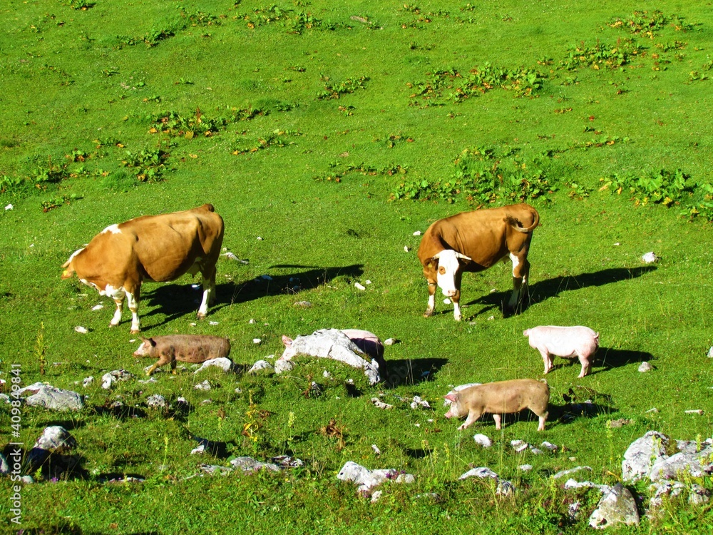 Fototapeta premium Cows and pigs on a pasture with a cow and pig staring at each other