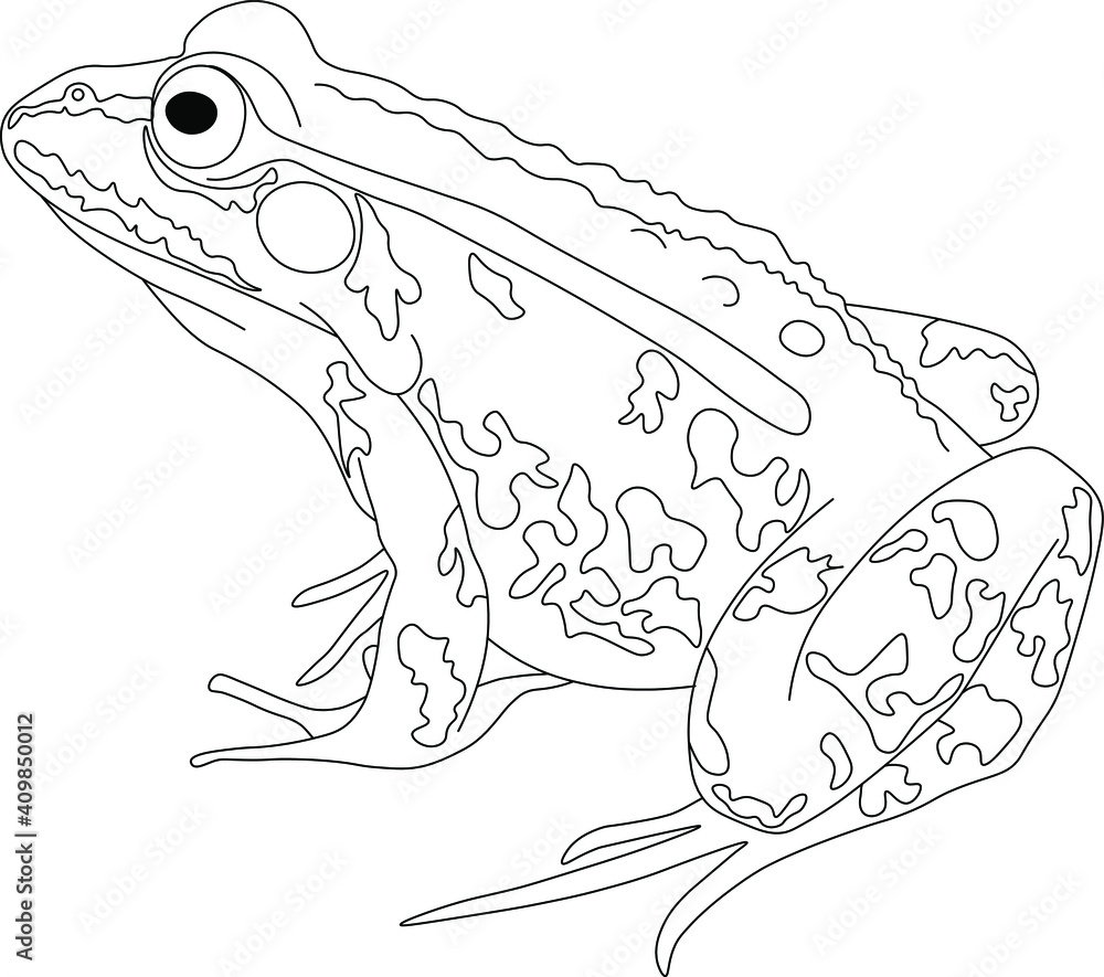 Naklejka premium hand drawn frog