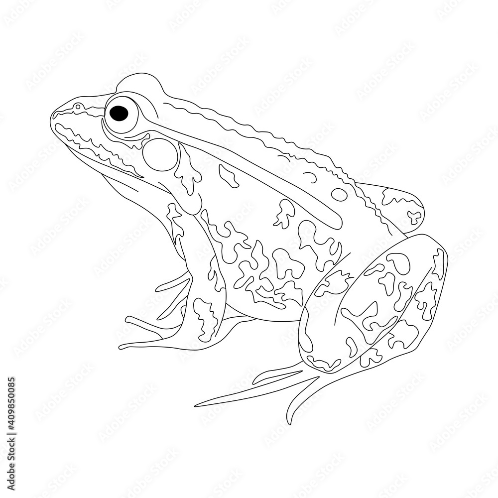 Fototapeta premium Frog. Drawing of a frog in black and white. Frog coloring book.