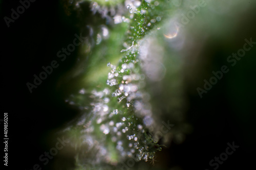 Tricomas del cannabis 