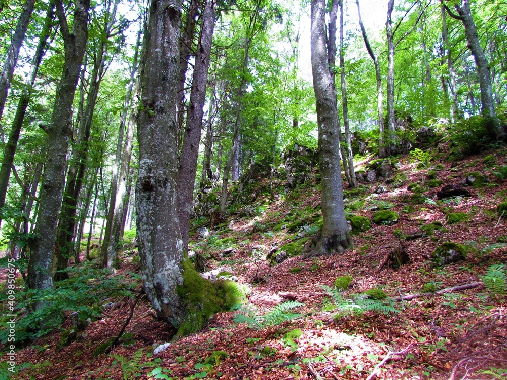 Fototapeta premium Beautiful temperate, deciduous, broadleaf common beech forest in Slovenia