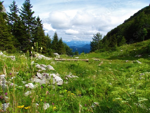 Lush alpine meadow with white and pink flowers incl. purple cyclamen with a wooden livestock trough in Gorenjska, Slovenia