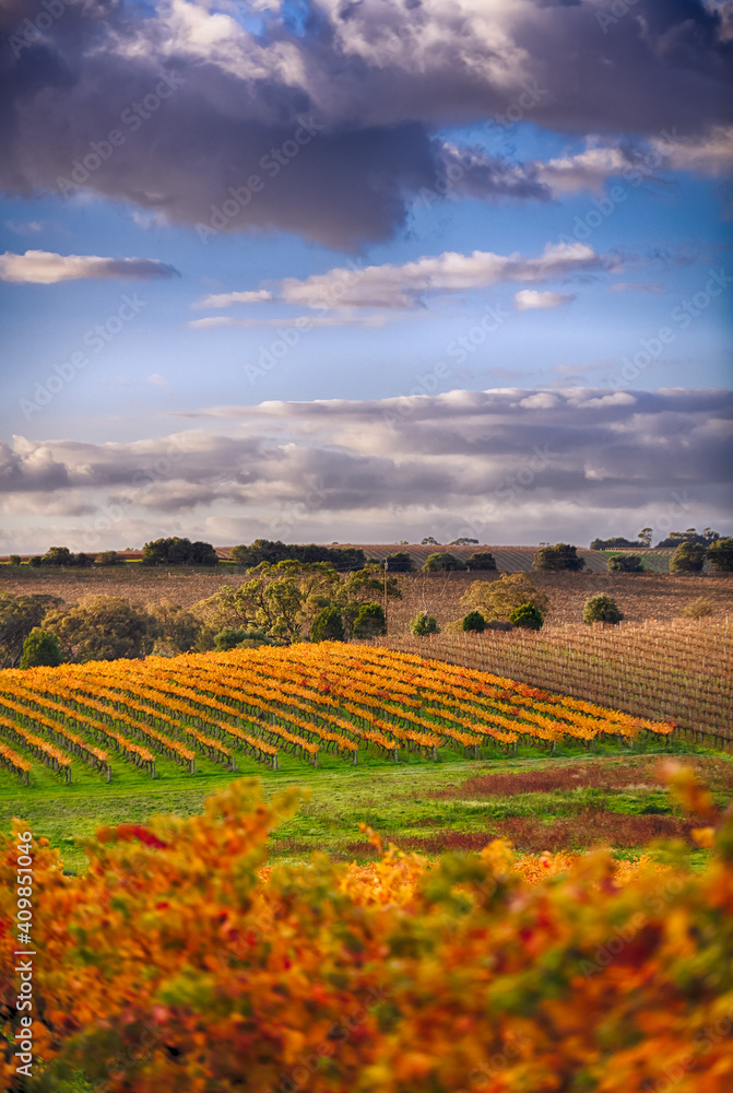Overlooking vineyards at McLaren Vale, South Australia