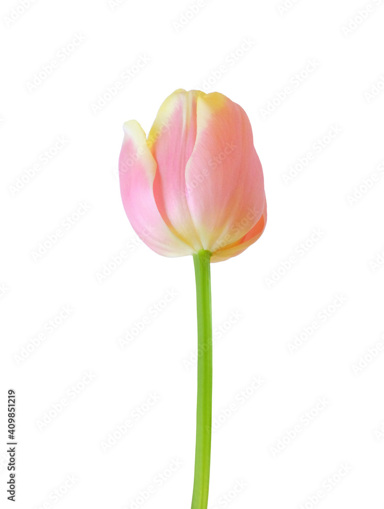 Fototapeta premium Tulip flower isolated on white background. Useful for beautiful floral design on holiday like 8 March (International Women day), Mother's day gift card, Easter