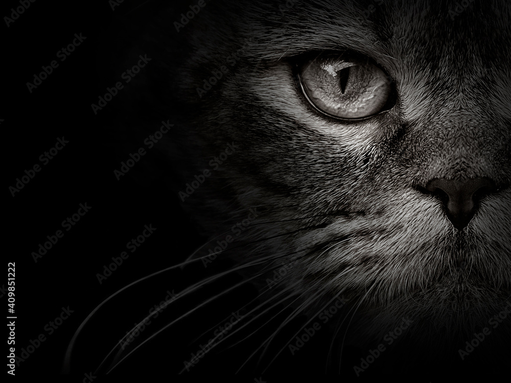 Naklejka dark muzzle cat close-up. front view
