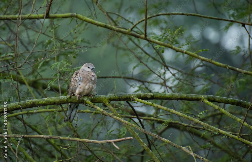 Dove on branch. Dove on branch.