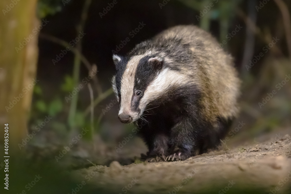 Fototapeta premium European badger foraging at night