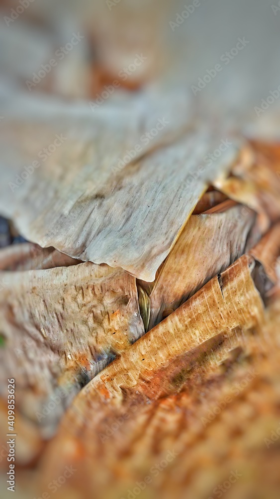 Abstract Dried banana leaves.nature background with dried banana leaves Abstract Dried banana leaves.nature background with dried banana leaves