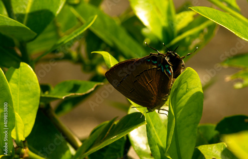 A small butterfly on the surface of the green leaves