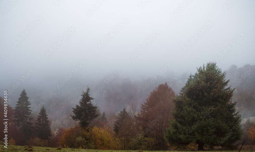 Colorful trees in the Carpathian mountains covered with thick gray fog