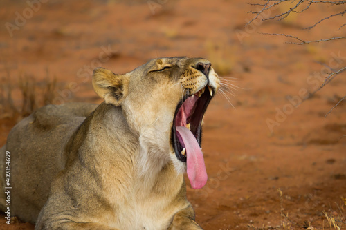 Canvas-taulu Lioness yawning in Erindi Private Game Reserve in Namibia