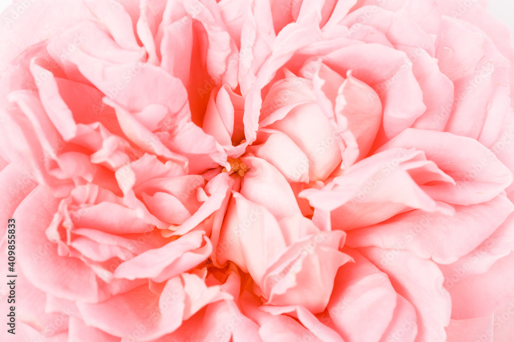 Obraz premium Pink flower in very high detail, macro. Pink abstract background