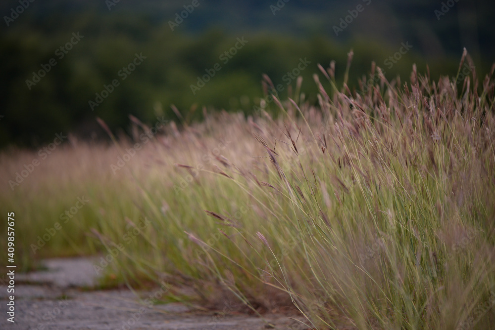 Bothriochloa ischaemum plant near the road. yellow bluestem grass on cloudy day Bothriochloa ischaemum plant near the road. yellow bluestem grass on cloudy day