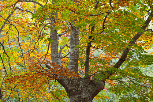 Gorbeia Natural Park, Altube, Alava, Basque Country, Spain photo