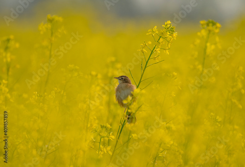 bird on a flower
Bird name- Zitting Cisticola photo