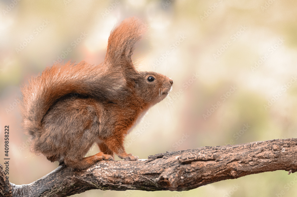 Fototapeta premium rotes Eichhörnchen auf Ast
