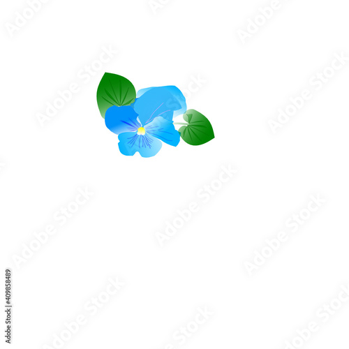 Viola