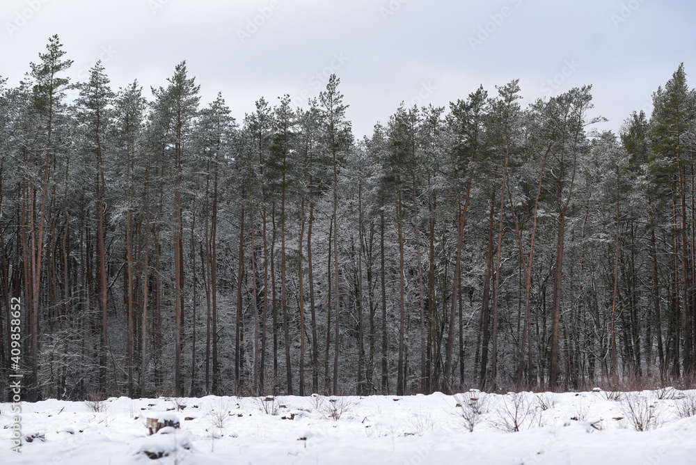 Fototapeta premium Forest winter landscape. Trees covered with snow in a mixed forest.