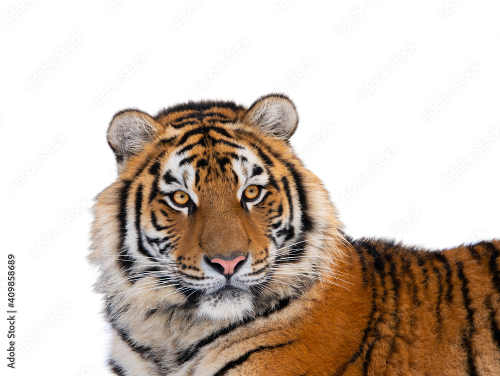 Obraz premium tiger portrait isolated on white background