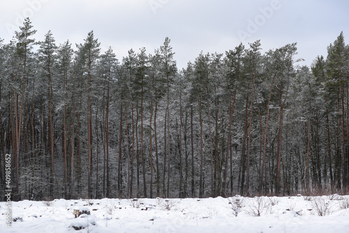 Forest winter landscape. Trees covered with snow in a mixed forest.