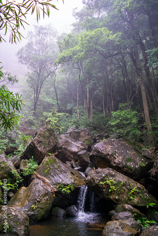 Fototapeta premium Misty forest with stream landscape , Blue Mountains, Australia