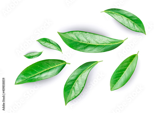 Green  leaves with shade  isolated on a white background. Creative layout with citrus  leaf collection. Top view. Flat lay