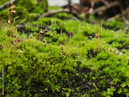 Close up of twisted moss (Syntrichia ruralis), focus on foreground photo