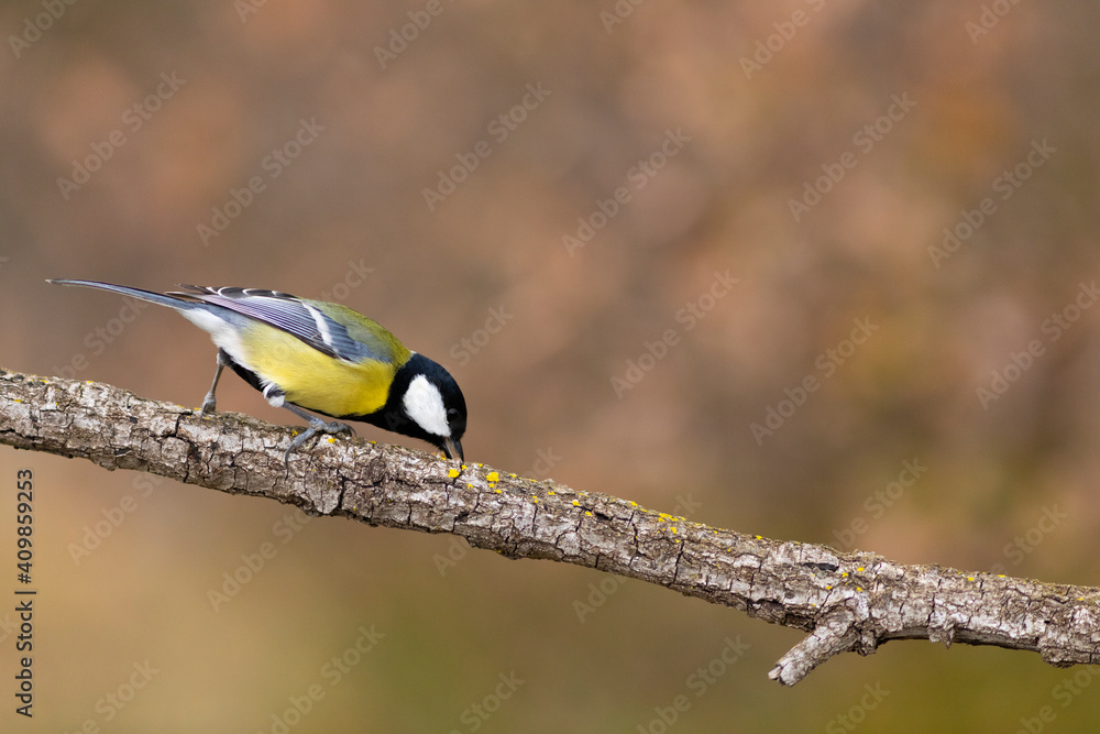 Naklejka premium Carbonero (Parus major) comiendo en una rama entre hojas otoñales
