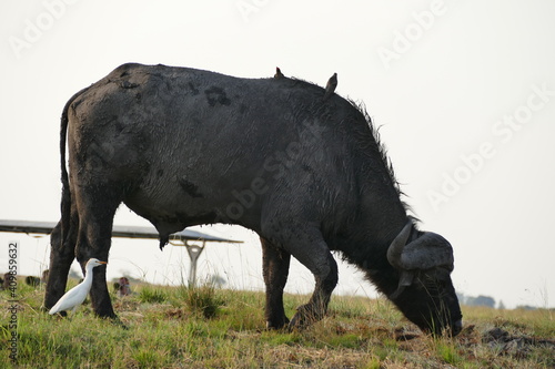 Büffel mit Anhängsel