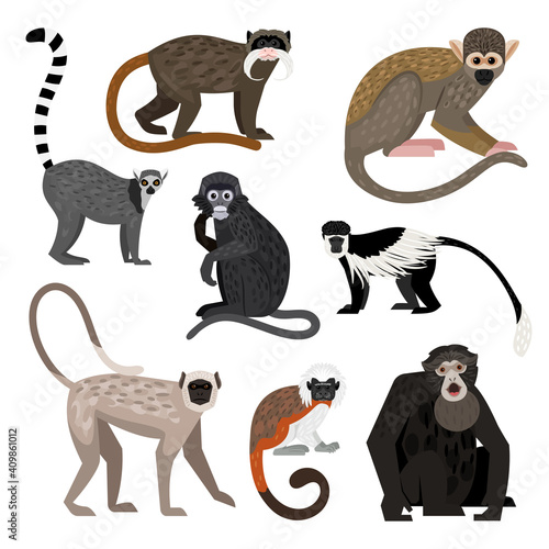 Different monkey set. Cartoon primates of wildlife, funny zoo characters, colobus ring-tail lemur bolivian squirrel monkey siamang emperor tamarin dusky leaf monkey hanuman langur cotton top tamarin