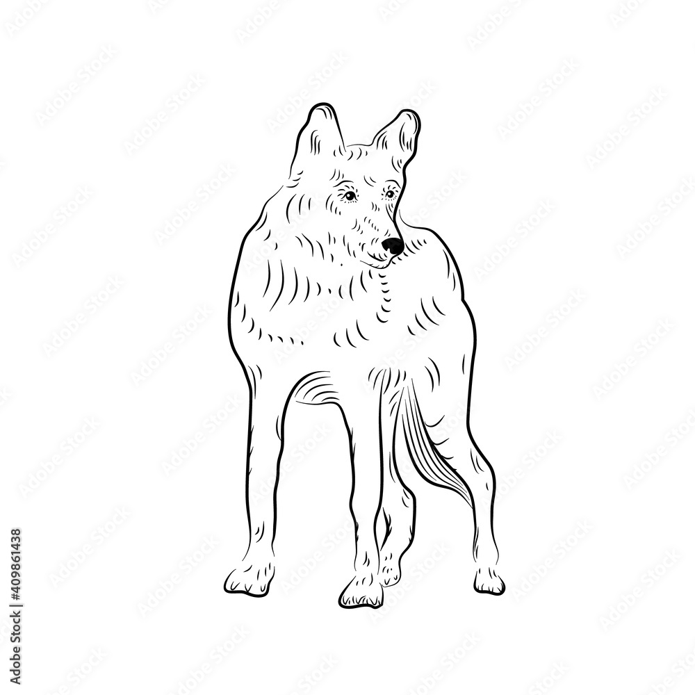 Sketch of looking wolf.