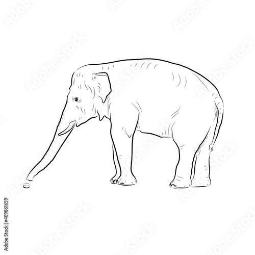 Sketch. Elephant gets something by trunk.