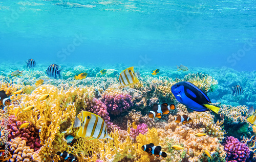 underwater view with tropical fish and coral reefs photo