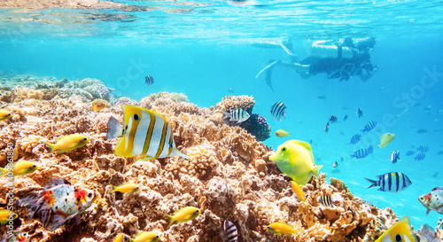 Coral reefs and fish and diver, wonderful underwater world