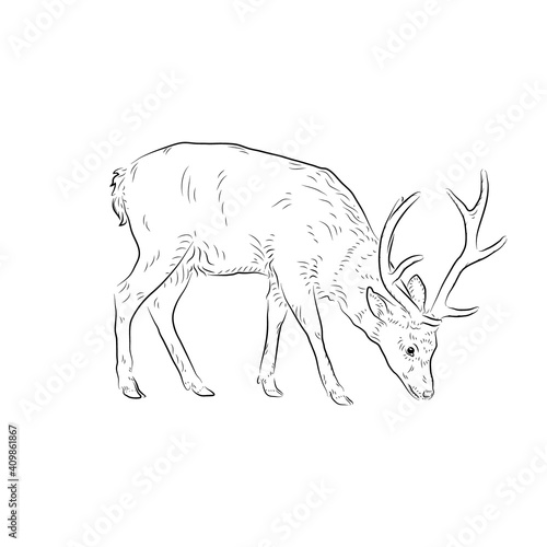 Sketch of grazing deer. Handmade.