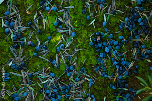 Wallpaper Mural Olivar, Parque Natural Sierra de Cardeña y Montoro,Cordoba, Andalucía, España Torontodigital.ca