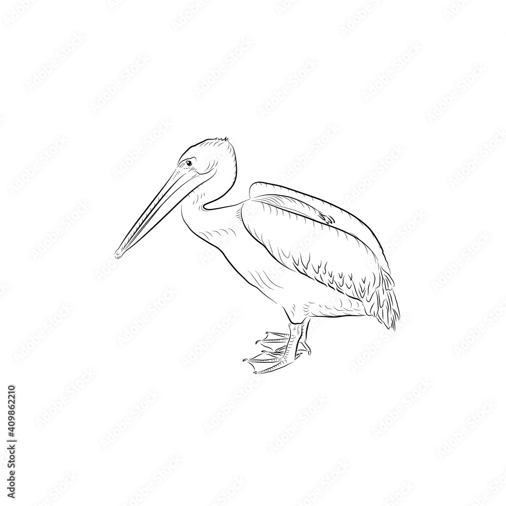 Obraz premium Sketch. Pelican sitting down on eggs. Handmade.