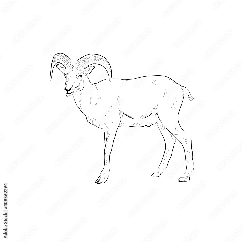 Sketch of goat. Handmade.