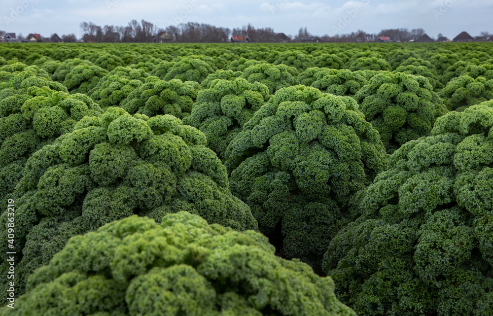 Kale. Field of kale. Vegetables. Noord Holland Netherlands. Agriculture. Open ground vegetables. Kale. Field of kale. Vegetables. Noord Holland Netherlands. Agriculture. Open ground vegetables.