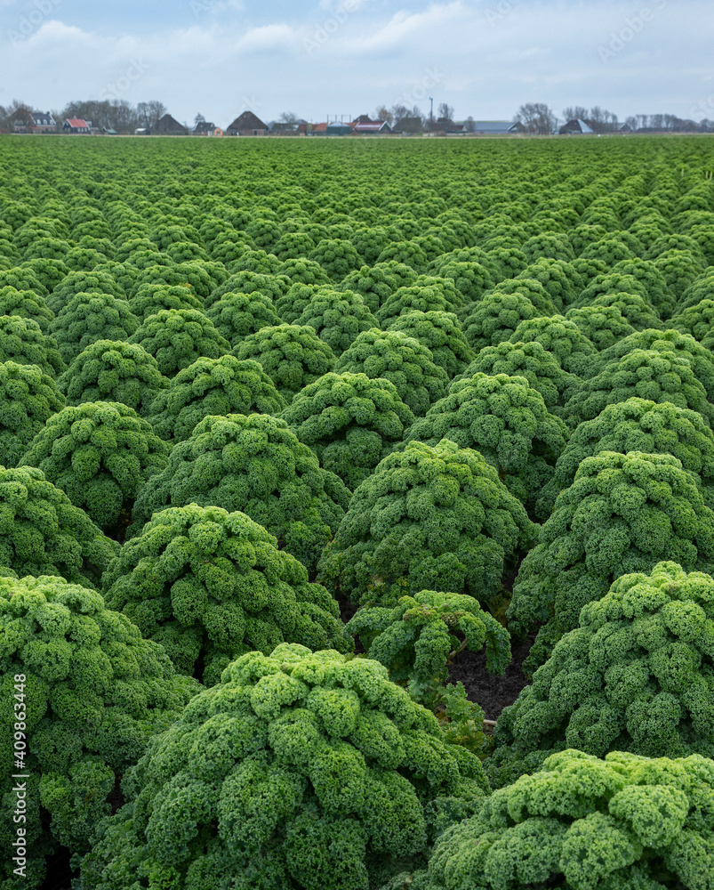 Kale. Field of kale. Vegetables. Noord Holland Netherlands. Agriculture. Open ground vegetables. Kale. Field of kale. Vegetables. Noord Holland Netherlands. Agriculture. Open ground vegetables.