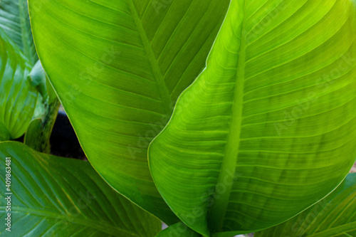 closeup nature view of green leaves background and dark tone